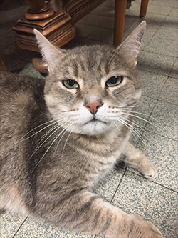 寮で飼われている猫